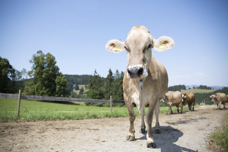 Irmi Kinker wollte ursprünglich auf gar keinen Fall einen Bauern heiraten – es kam anders. Auf ihrem Biohof in Rosshaupten hält das Paar Milchvieh. – Bild: BR/​megaherz gmbh/​Andreas Maluche