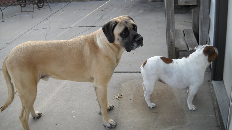 Angus the Bullmastiff and his Bulldog companion. – Bild: DCL/​Powderhouse