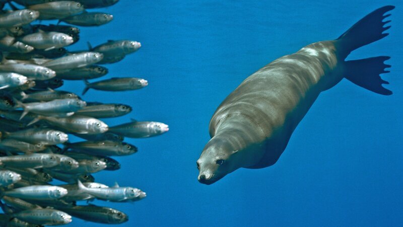 Ein Kalifornischer Seelöwe verfolgt einen Schwarm Sardinen. – Bild: BBC Studios