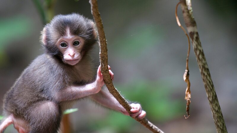 Babymakak, Yakushima. – Bild: ZDF und ORF/​BBC/​Ester de Roij