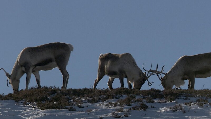 Bild: WDR/​Maramedia/​BBC/​CBeebies