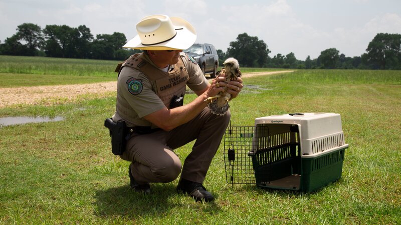 Game Warden Sean Reneau examines an injured bird. – Bild: Discovery Communications, LLC