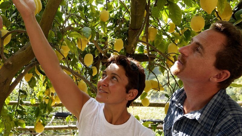 Zitronen werden an der Amalfiküste von Februar bis Oktober geerntet. – Bild: xplore