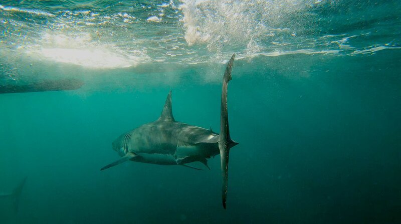 Carcharodon carcharias, better known as the great white shark. – Bild: Discovery Communications