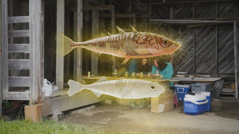 Darwin-Express - Evolution in Rekordzeit – Bild: ARTE FRANCE – CAPA PRESSE /​ TF1 PRODUCTION