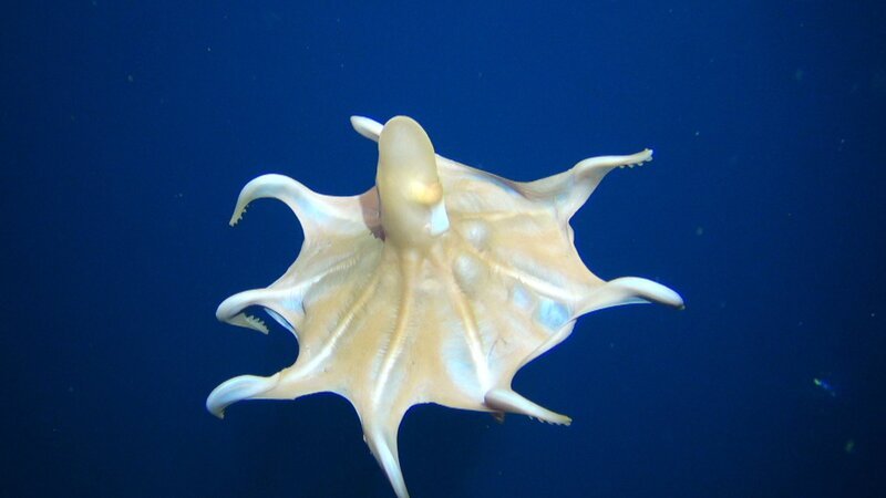 Bild: ZDF und Geomar