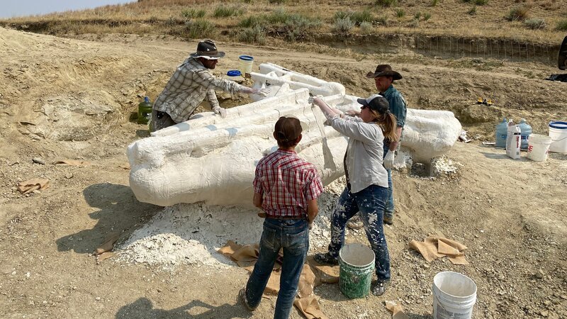 CK prep team has jacketed the Triceratops skull found on Clayton’s brother’s land. – Bild: Discovery Communications, LLC