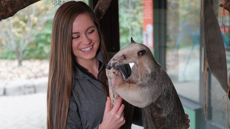 How do anteaters eat so many ants? A tamandua anteater from Cincinnati Zoo with its keeper Colleen Adams – Bild: Discovery Communications, LLC