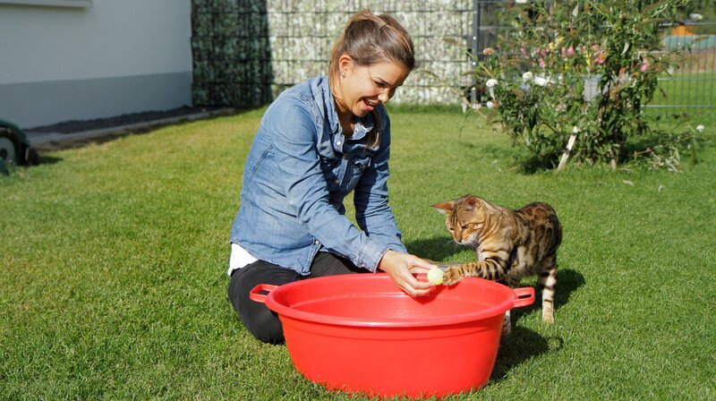 Anders als die meisten Katzenrassen gehen Bengalen gerne ins Wasser. Weiteres Bildmaterial finden Sie unter www.br-foto.de. – Bild: BR/​TEXT + BILD Medienproduktion GmbH & Co. KG