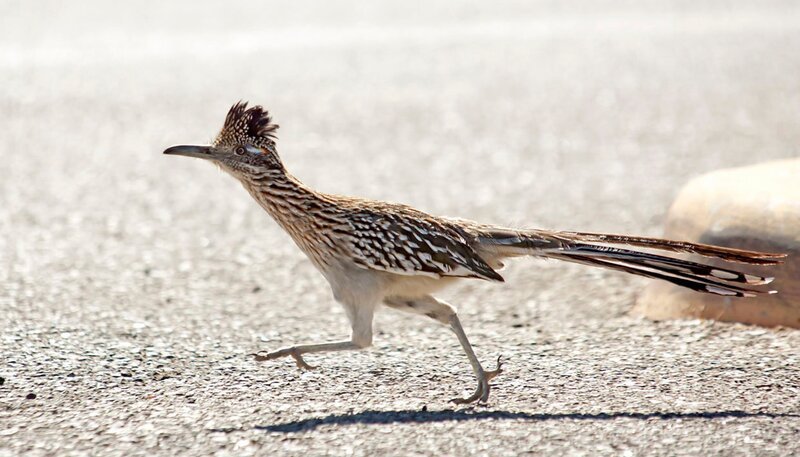 hr-fernsehen HIGHWAY DURCH DIE KAKTUSWÜSTE, Ein Film von Ernst Arendt und Hans Schweiger. Der Roadrunner ist ein sehr guter Läufer, der die meiste Zeit in Bodennähe verbringt. – Bild: HR/​WDR/​BR