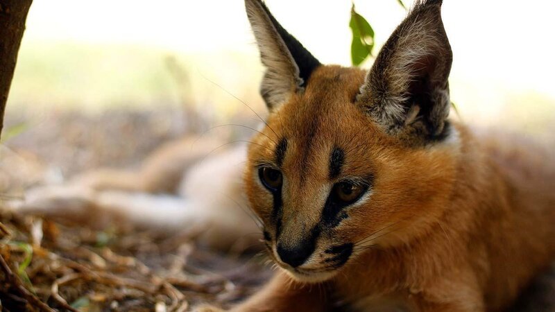 . – Bild: ANIXE HD