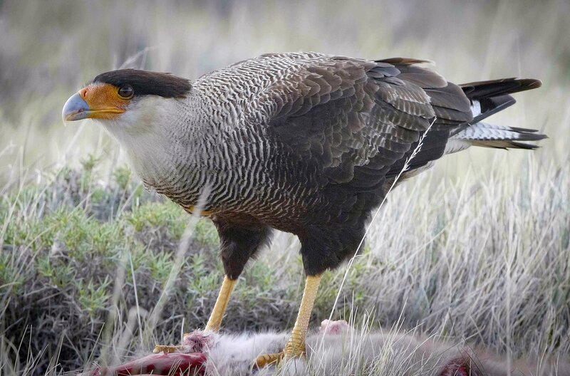 Der Schopfkarakara ist ein markanter, mittelgroßer Raubvogel mit schwarzem Federkleid, einem auffälligen, federlosen, orangefarbenen Gesicht und einem charakteristischen Schopf auf dem Kopf. – Bild: Arthur Gal