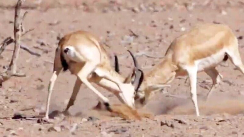 Bild: https:/​/​ftp1.ltv.lv/​#/​2023/​16_2023_17.04.-23.04./​Mezoniga%20Omana/​