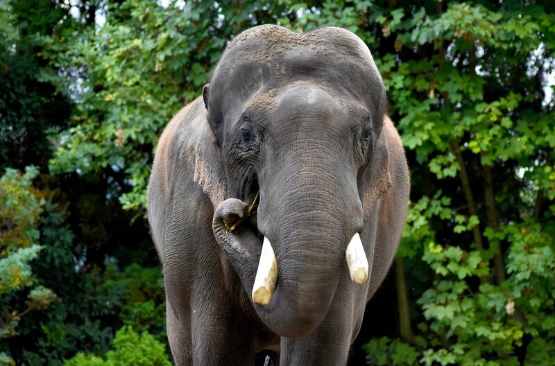 Der Elefantenbulle Gajendra wiegt fünf Tonnen – bei seiner Pflege ist äußerste Vorsicht geboten. – Bild: NDR/​Doclights GmbH