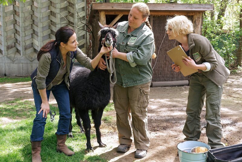 Tierärztin Dr. Mertens (Elisabeth Lanz, l.) untersucht das Alpaka. Unterstützt wird sie dabei von ihrer Assistentin Annett (Anna Bertheau, r.) und einer Mitarbeiterin des Zoos (Komparsin, M.). – Bild: MDR/​ARD/​Ulf Böttcher