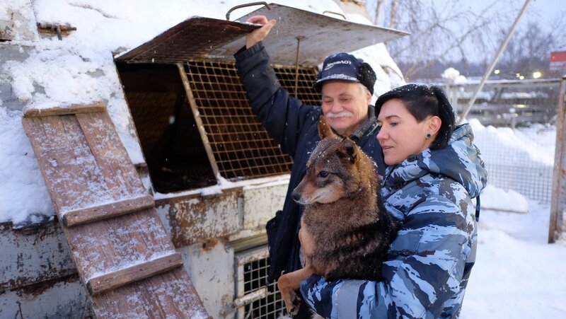 In Moskau werden die berühmten Sulimovhunde – Hybriden aus Schakal und dem arktischen Laika – zu Suchhunden ausgebildet. – Bild: MedienKontor/​Yuri Burak