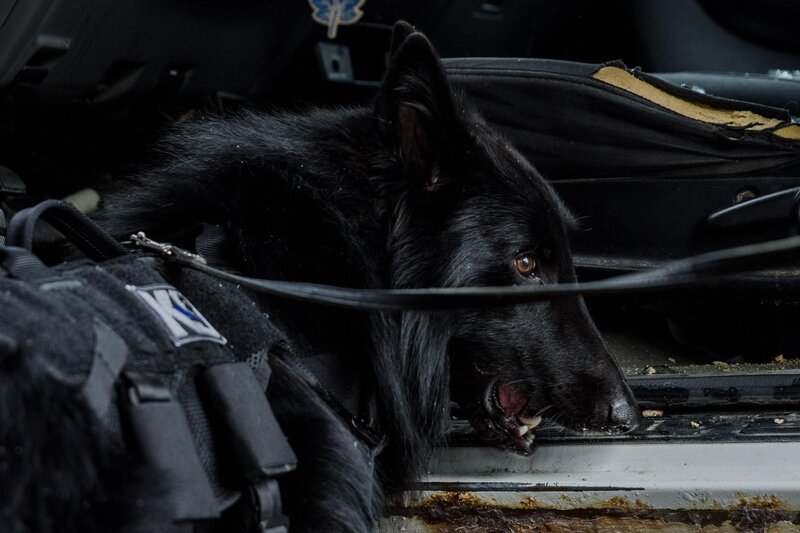 Bild: Arrow International Media