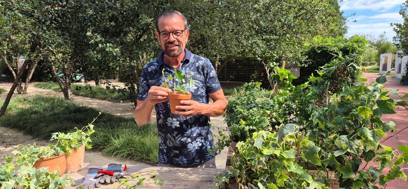 Karl Ploberger weiß alles rund um den Efeu. – Bild: ORF/​Katja Batakovic/​Natur im Garten