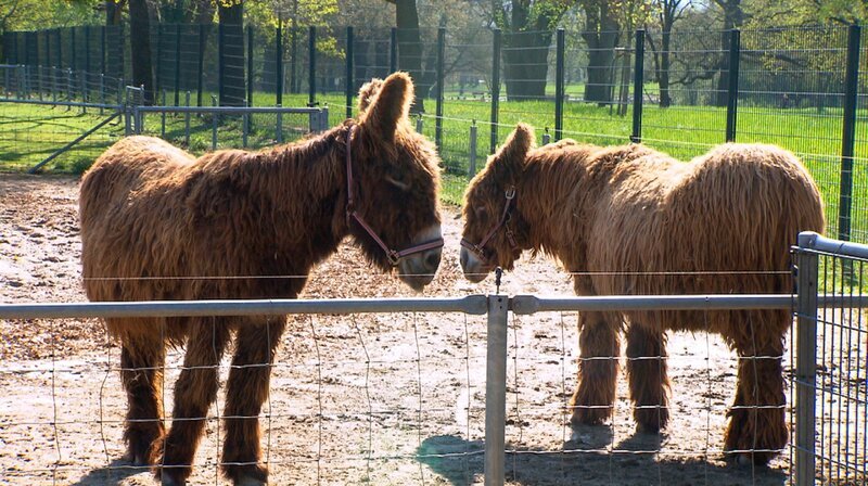 Nachwuchs auf dem Schaubauernhof: Eselfohlen Galadriel hat die erste Zeit alleine mit seiner Mutter verbracht – heute lernt er die ganze Pony- und Eselgruppe kennen. Und danach hat Pflegerin Ramona das erste Halftertraining für das Jungtier versprochen. – Bild: SWR/​Christian Neumann