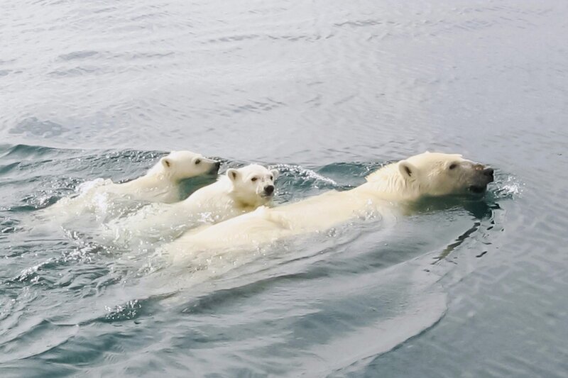 Immer weitere Strecken muss die Eisbärenmutter mit ihren Jungtieren schwimmen. – Bild: SRF1