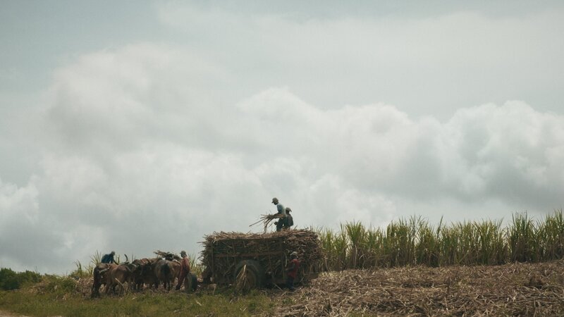 „Für mich ist das Zuckerrohrschneiden die schlimmste Arbeit der Welt“ – so ein Arbeiter auf den Zuckerplantagen in der Dominikanischen Republik. Ohne die Arbeit würde er jedoch verhungern. – Bild: Hauteville Productions