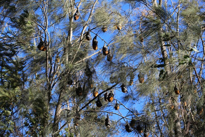 Flughunde beim Mittagsschlaf. – Bild: ZDF/​Leah Arnold-Redman
