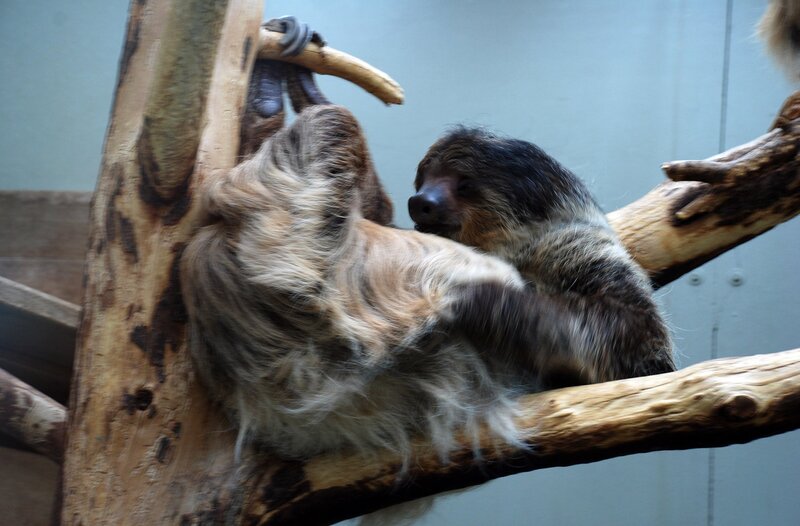 Bloß nicht zu viel bewegen, lieber schlafen: die Lebenseinstellung der Faultiere. – Bild: SWR/​Jens Klingler