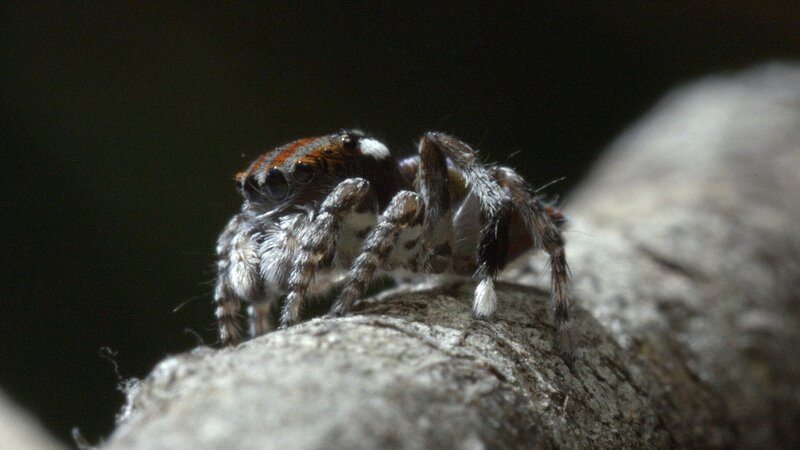 Im Busch – Bild: RTL