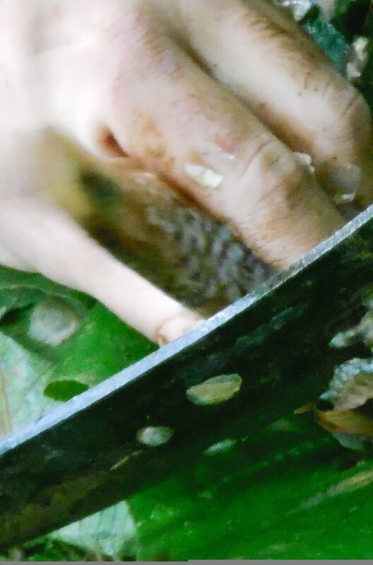 Food that the cast found and used their machete to cut up. – Bild: Discovery Communications