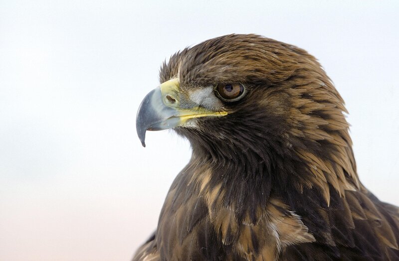 Steinadler – Bild: ORF /​ Rita Schlamberger