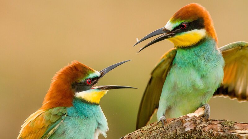 Bienenfresser nisten und brüten bevorzugt in Kies-und Sandgruben. – Bild: HR/​NDR/​Terra Mater Factual Studios/​NatFilm Hungary Kft.