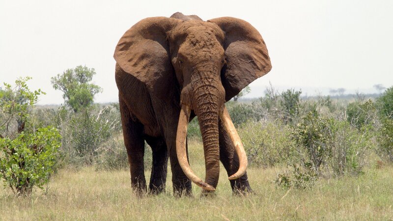 Lange wurden Elefanten wegen ihres Elfenbeins gejagt. Daher sind Exemplare mit so mächtigen Stoßzähnen sehr selten geworden. – Bild: 3sat