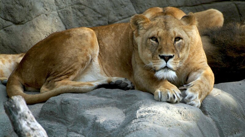 Löwen leben, im Unterschied zu anderen Katzen, im Rudel. – Bild: NDR/​Doclights GmbH