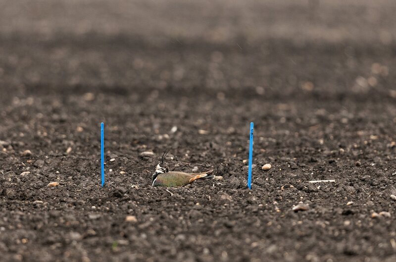 Bild: PKM Film /​ ORF /​ Leander Khil