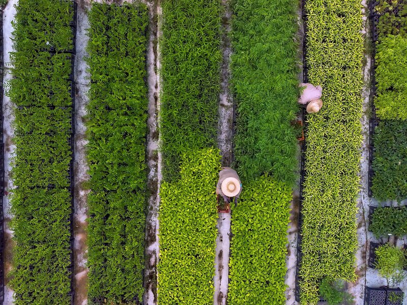 Um die Renaturierung einer ehemaligen Farm in Brasilien zu beschleunigen, werden viele jungen Bäume gepflanzt. – Bild: Leonardo Mercon /​ ZDF