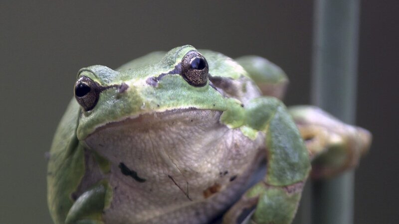 In der wärmenden Frühlingssonne beginnen am seichten Ufergewässer die Wasserfrösche mit ihrer Partnersuche. – Bild: 3sat