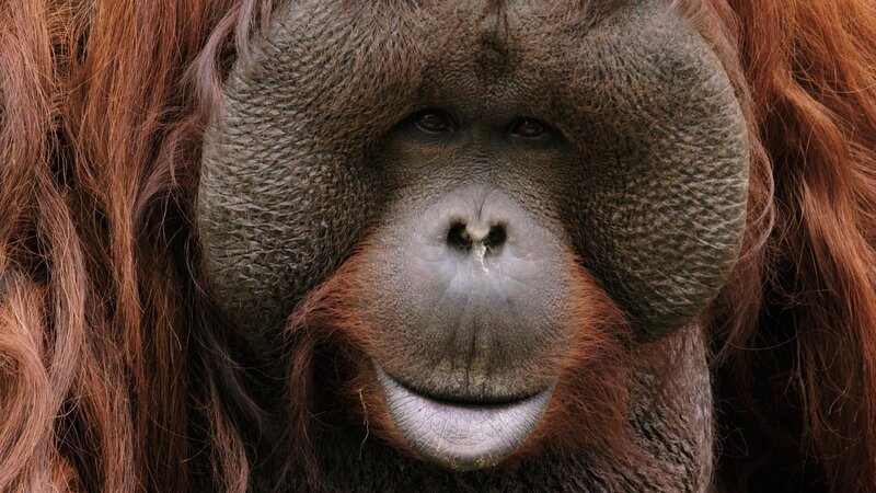 Orang-Uta  +++ Die Verwendung des sendungsbezogenen Materials ist nur mit dem Hinweis und Verlinkung auf RTL+ gestattet. +++ – Bild: RTL /​ © Terra Incognita Docs