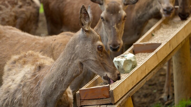 Hirschkälber am Zöhrerhof. – Bild: ORF/​POPUP