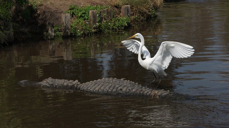 White egret on alligator at Gatorland, Orlando, Fl – Bild: Jack Nevitt Photography /​ Getty Images /​ Moment RF /​ JNevitt Productions