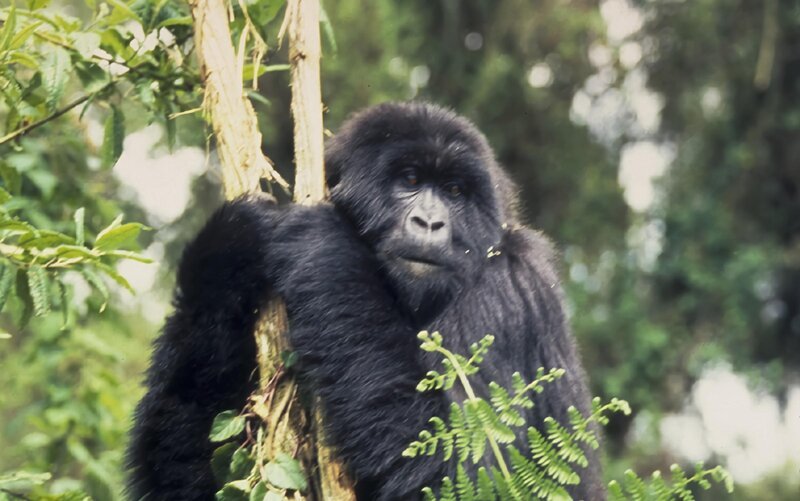 Schimpanse – Bild: DCI – For Show Promotion Only