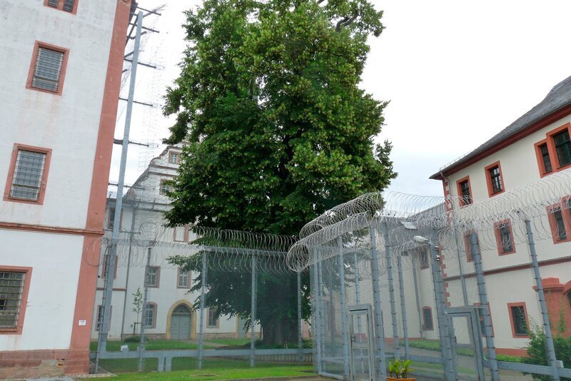 „Zuchthaus-Linde“, gepflanzt im Jahr der Gefängnisgründung 1716 – Bild: MDR/​Schulz & Wendelmann Film GbR