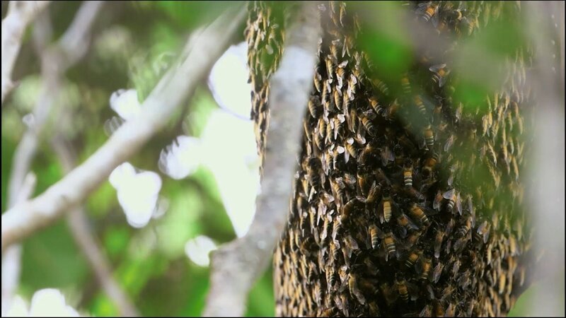 In diesem Nest leben über 20 000 Apis dorsata, eine große und aggressive Bienenart. – Bild: HRT