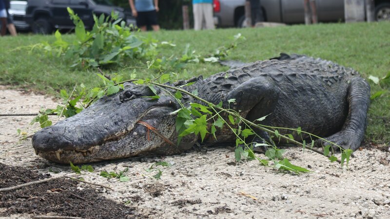 Rescued alligator with branches on it. – Bild: Animal Planet /​ Discovery Communications, LLC