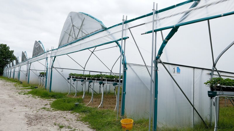 Nann Kühl baut in elf 85 m langen Gewächstunneln Erdbeeren an – das aktuell modernste Anbausystem. (Weitere Bilder auf Anfrage) – Bild: NDR/​JOKER PICTURES GmbH