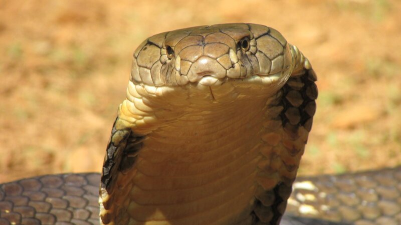 Bild: RTL /​ Earth Touch /​ Kobra