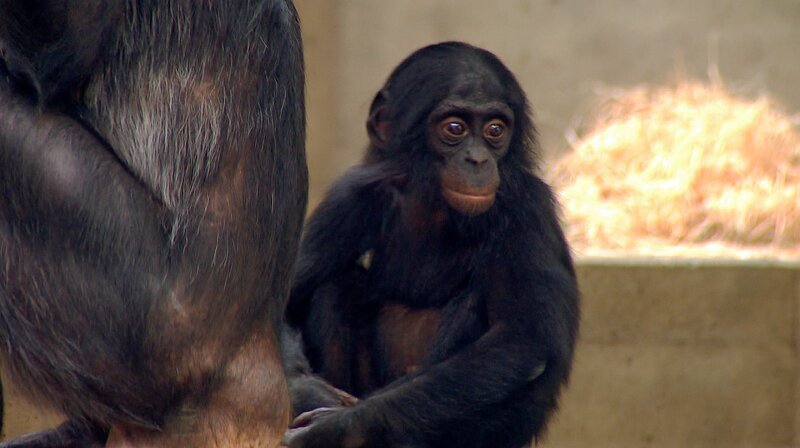 Ein Bonobo-Baby in der Wilhelma. – Bild: SWR