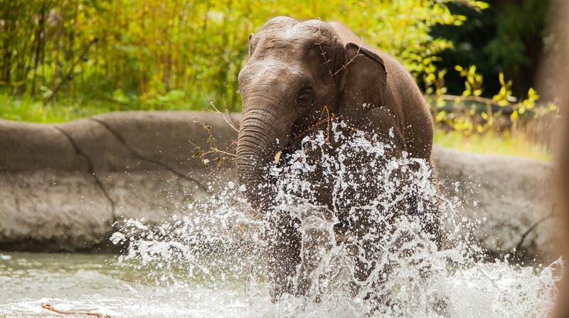 Der kleine Assam ist die Wasserratte der Elefantenherde – fast täglich nimmt er ein Bad. – Bild: Lutz Schnier /​ BR /​ NDR