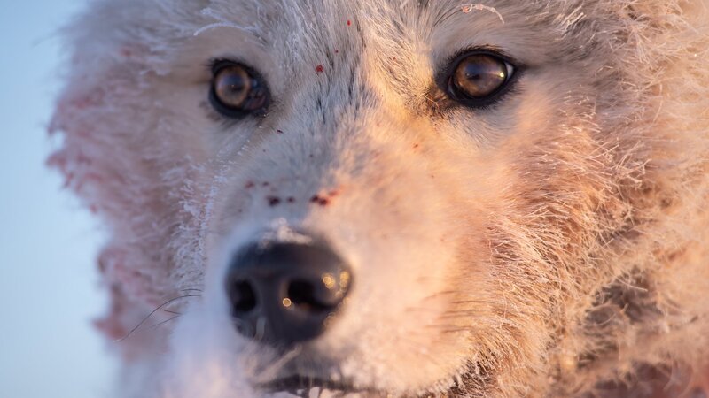 Nur wenige Tiere können in der eisigen Polarnacht überdauern und monatelang ohne Sonnenlicht auskommen. Die arktischen Wölfe gehören zu diesen Überlebenskünstlern. – Bild: ZDF