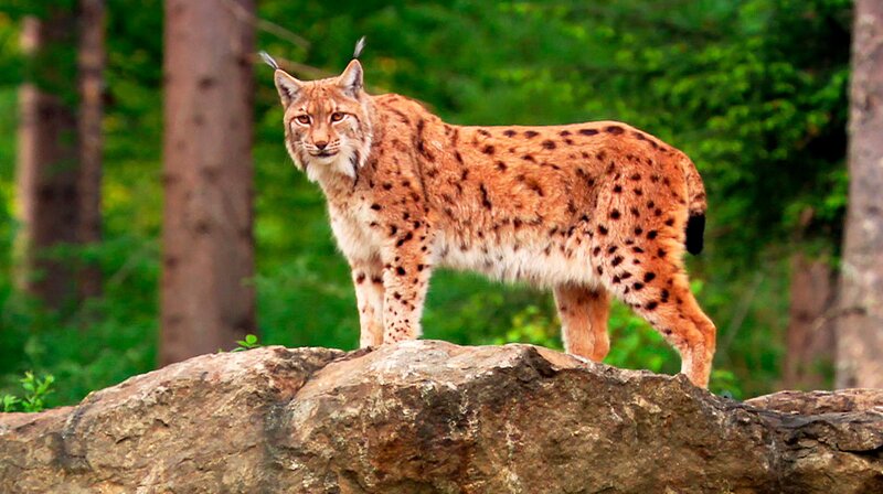 Luchs im Pfälzer Wald. – Bild: SWR