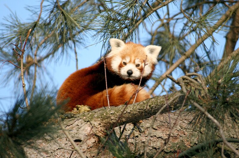 Die Roten Pandabären juckt das Fell. – Bild: NDR/​Doclights GmbH